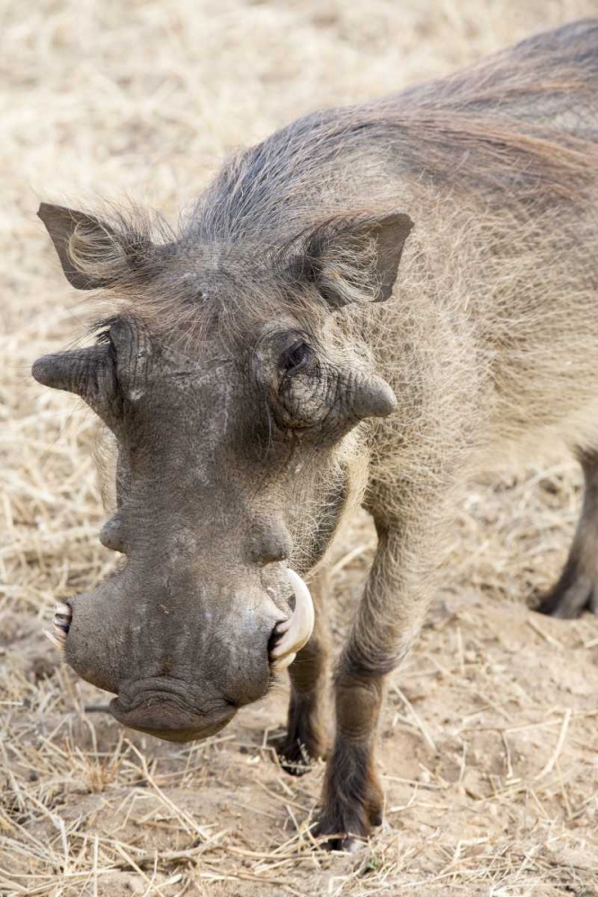 Africa, Namibia, Windhoek, Okapuka Ranch Warthog